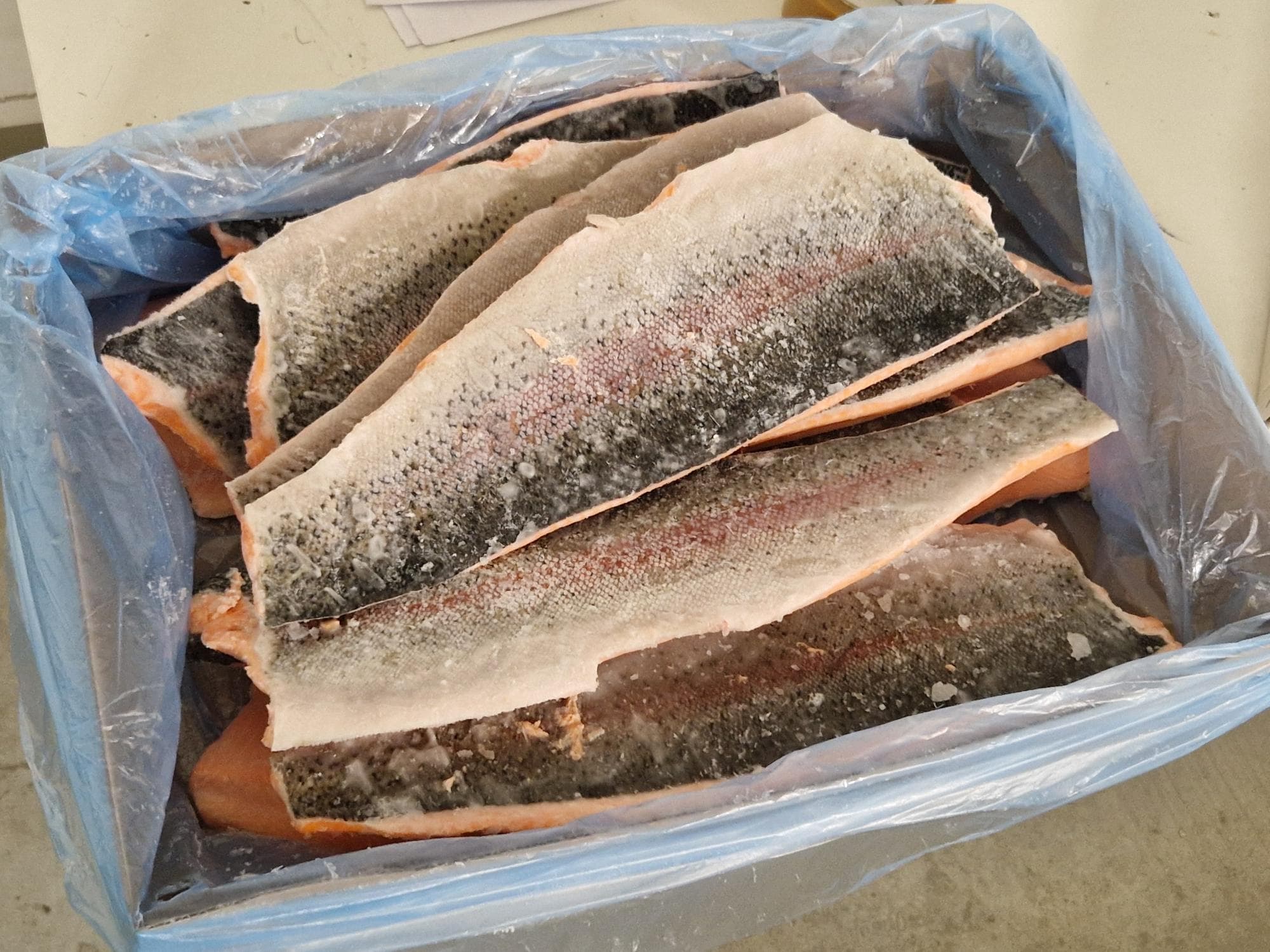 Frozen Salmon Trout Fillet (D-trim) 750-1000gr (Oncorhynhus mykiss)