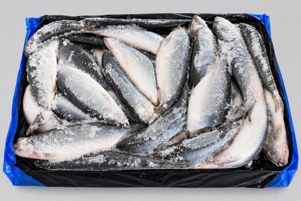 Frozen Atlantic Herring 400+ (Clupea harengus)